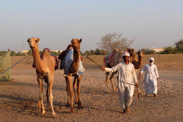 Camel Market Al Lisaili Dubai,  shops, benches, stores,  feeds, veterinary medicines, camel raising tool, equestrian tools, veterinary laboratorie, Dubai ,UAE