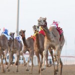 Al Marmoom Heritage Festival 2014, Al Marmoum Camel Racetrack, Dubai Al Ain Road, Dubai UAE, camels race, sport