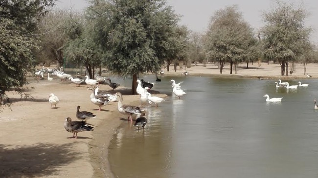 Birds at Al Qudra Lake