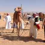 Camel Market Al Lisaili