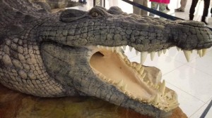 King-Croc-At-Dubai-Aquarium