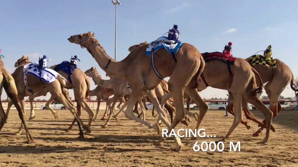 Camel Racing at Al Marmoom: 1-2 January