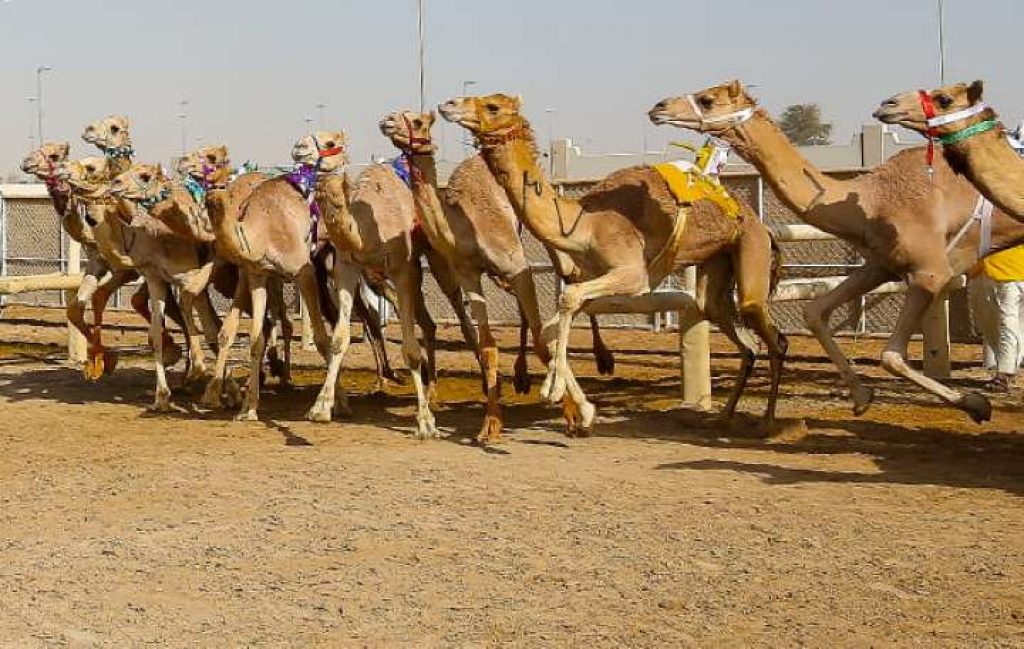 Camel Racing at Al Marmoom: 15-16 January
