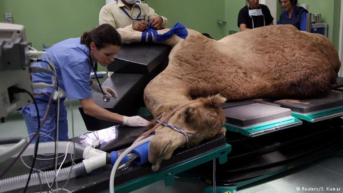 Dubai camel Hospital
