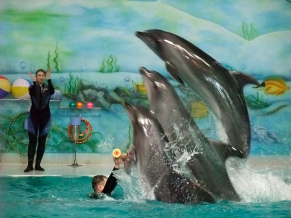 Dubai Dolphinarium, UAE