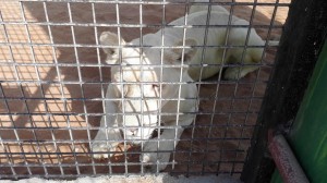 RAK-Zoo-White-Tiger