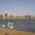 Dubai Safari Park – Al Warqa. Reopened on October 5, 2020.