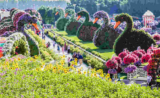 Dubai Miracle Garden Closing Date 2025