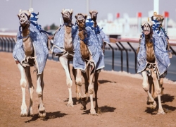 Camel Racing on Oct 29th – 30th at Al Marmoom Dubai 2019