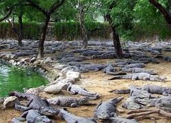 Dubai Crocodile Park – Place to Visit in Dubai, UAE.