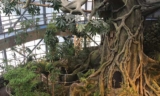 The Green Planet Dubai – Place to Visit in Dubai, UAE – Indoor tropical forest in Dubai