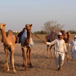 Camel Market Al Lisaili Dubai, shops, benches, stores, feeds, veterinary medicines, camel raising tool, equestrian tools, veterinary laboratorie, Dubai ,UAE