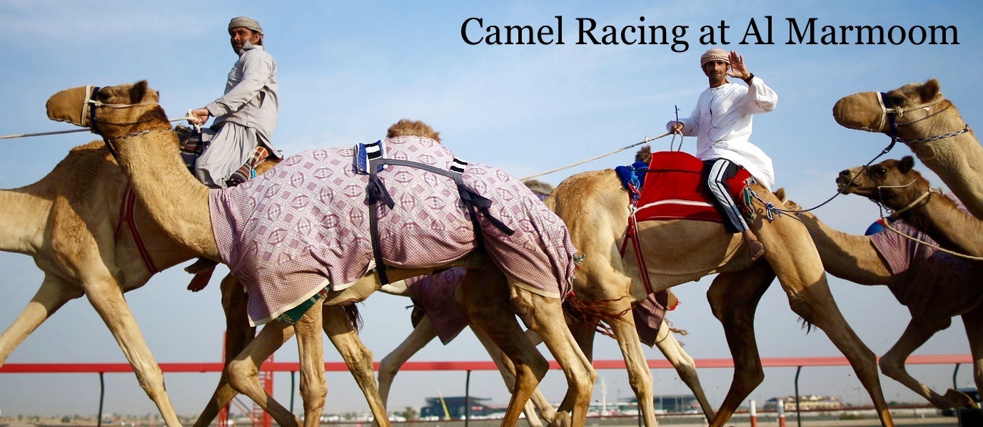 Al Marmoom Camel Race Dubai 2023