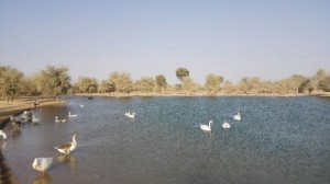 Al-Qudra-Lake-Dubai1