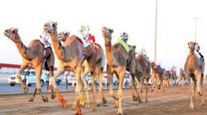 Camel Racing at Al Marmoom