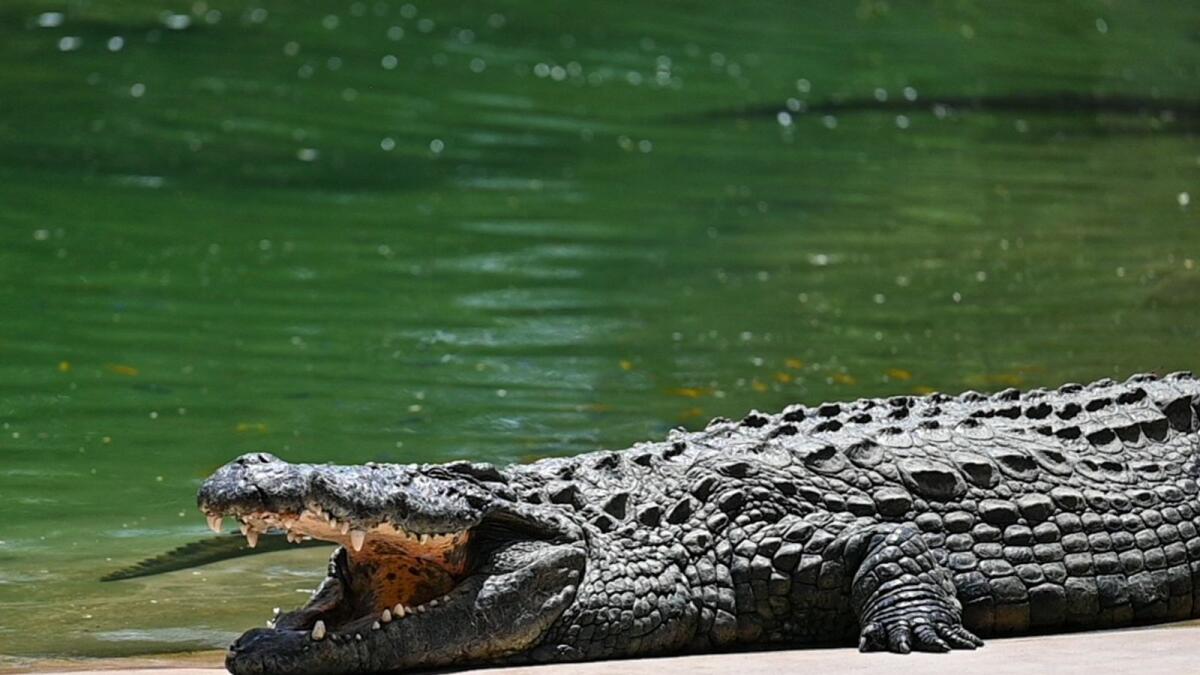 Dubai Crocodile Park Mushrif