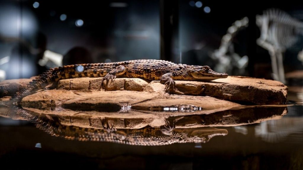 Dubai Crocodile Park Opening