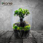 Plante Online Plants Lulu Dubai