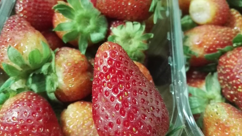 Strawberry farm in Dhaid Sharjah