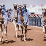 Camel Racing at Al Marmoom