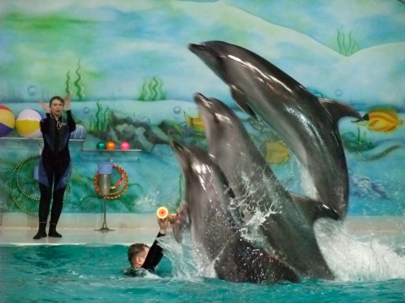 Dubai Dolphinarium – Place to visit in Dubai, UAE