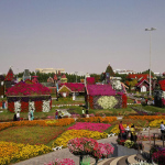 Dubai Miracle Garden - Places to Visit in Dubai