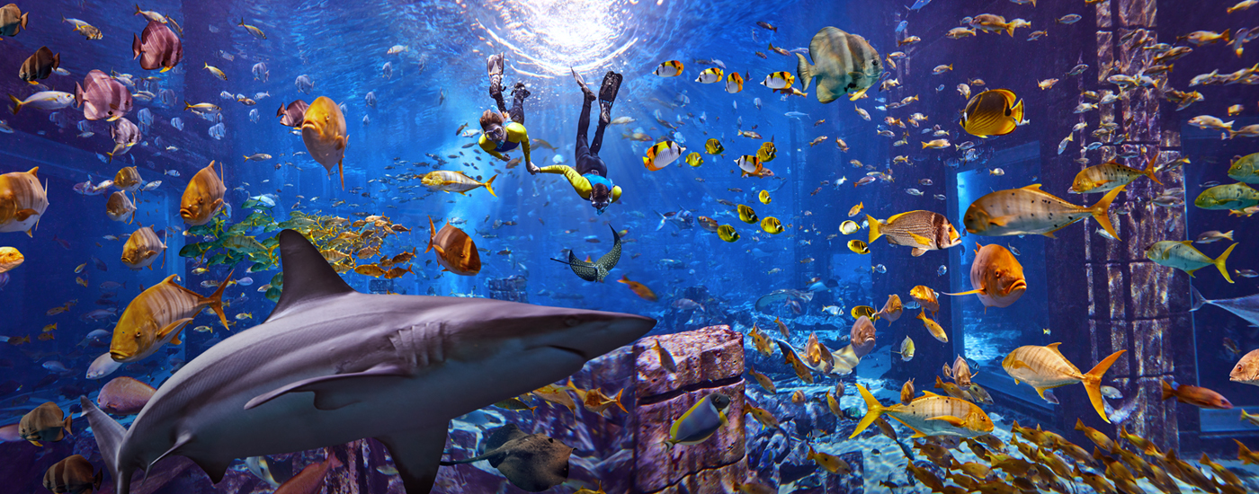 Shark Week at Atlantis, The Palm Dubai 2020